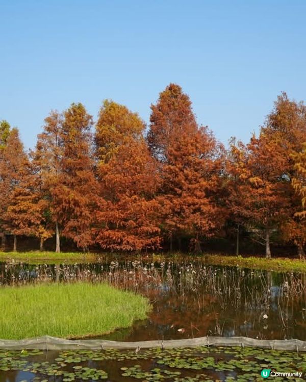 週末好去處💪🏼大推啱晒一家大細、情侶去既✨香港濕地公園✨