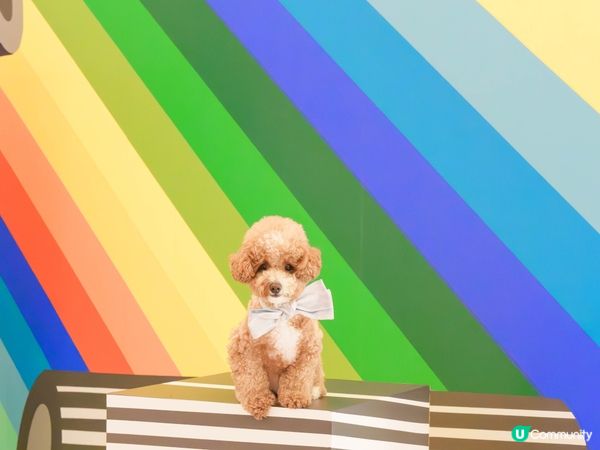 嘆住冷氣去藝術展覽打卡🐾