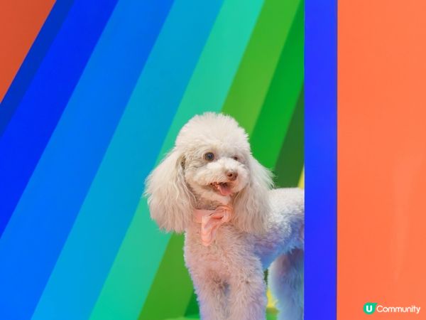 嘆住冷氣去藝術展覽打卡🐾