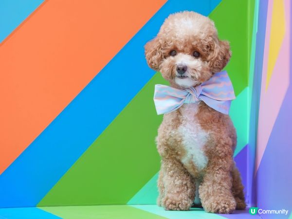 嘆住冷氣去藝術展覽打卡🐾