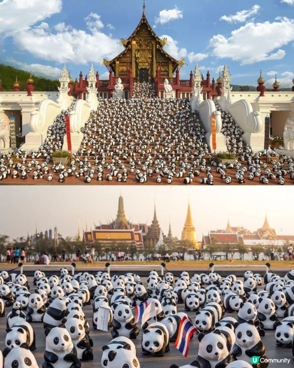 2500隻大熊貓12月閃現香港!時間地點!