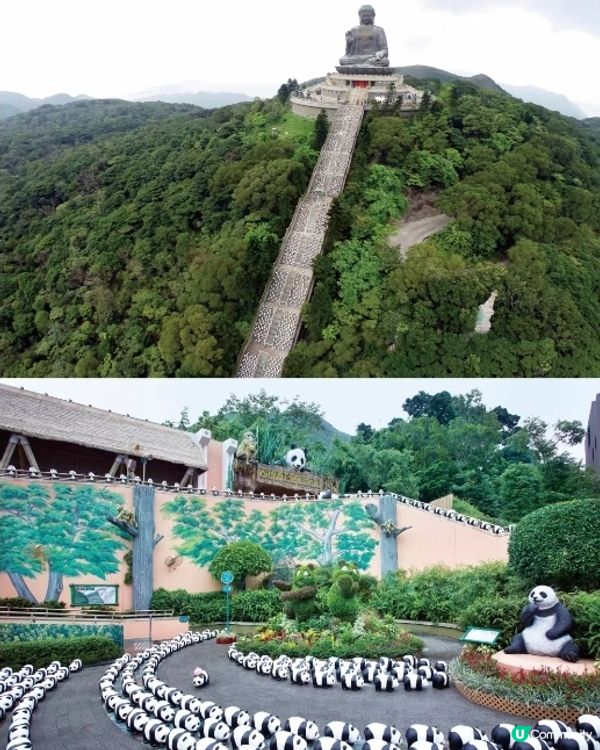 2500隻大熊貓12月閃現香港!時間地點!