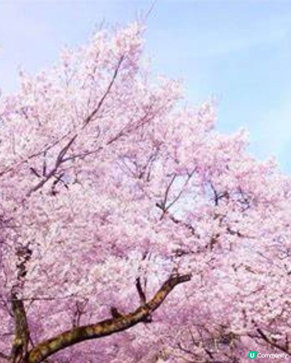 今天樱花靚過去年