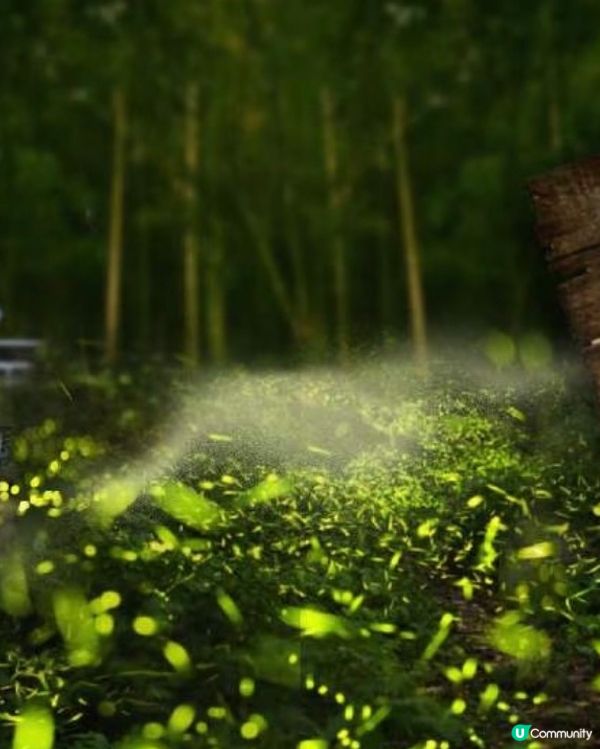 螢火蟲季開鑼！全台賞螢攻略 