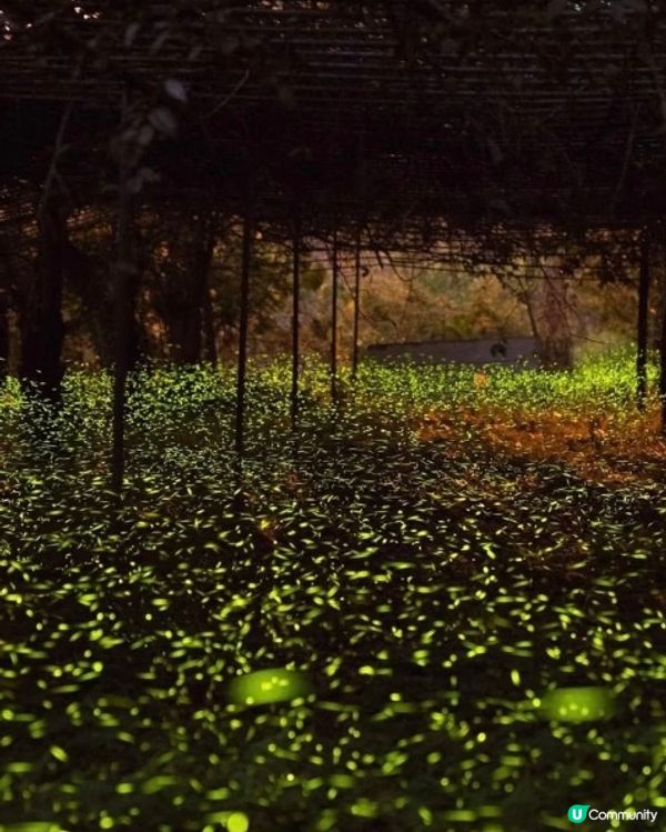 螢火蟲季開鑼！全台賞螢攻略 