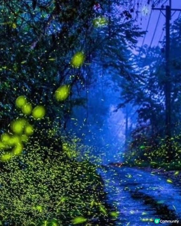 螢火蟲季開鑼！全台賞螢攻略 