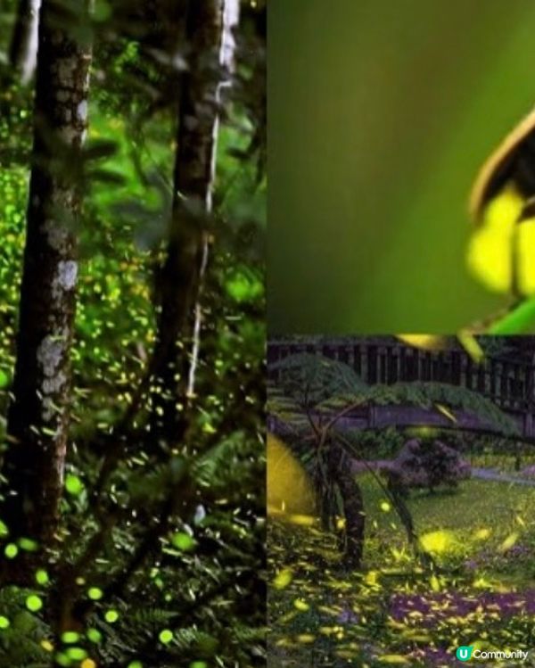 螢火蟲季開鑼！全台賞螢攻略 