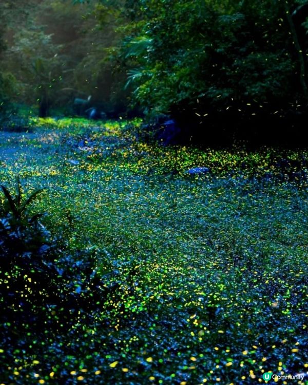 螢火蟲季開鑼！全台賞螢攻略 