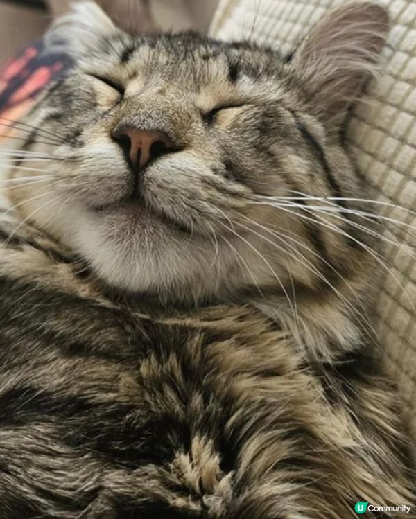 肥貓圓碌碌又得，V面又得😺