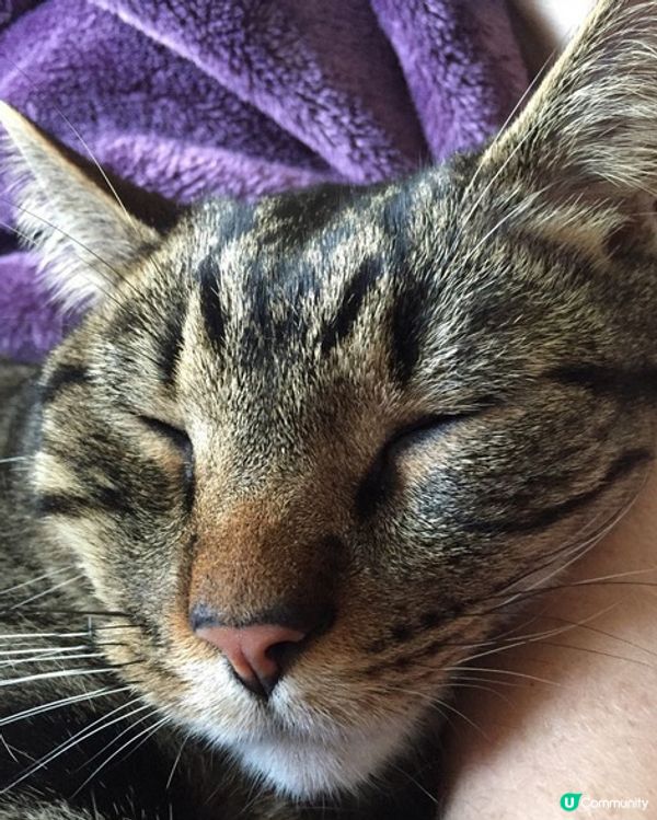 肥貓圓碌碌又得，V面又得😺