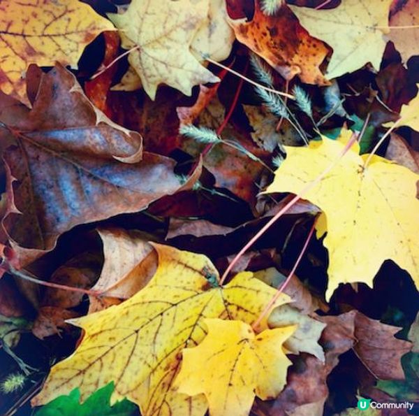 誰的青春沒有淚