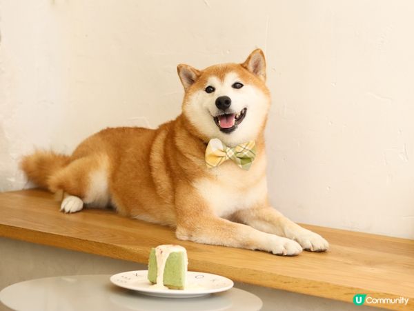 Doggie Chiffon Cake is a must ...