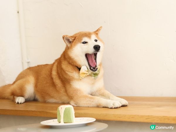 Doggie Chiffon Cake is a must ...