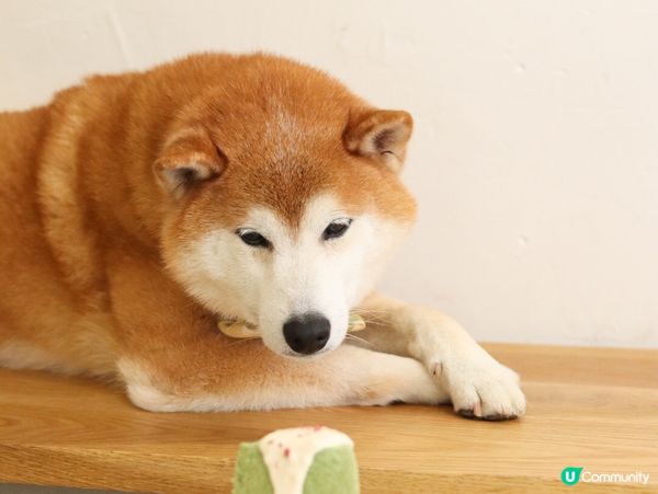 Doggie Chiffon Cake is a must ...