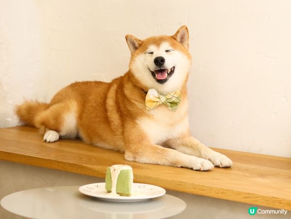 Doggie Chiffon Cake is a must ...