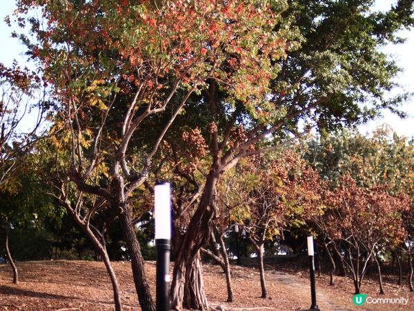 紅樹林生態漫遊高雄濕地