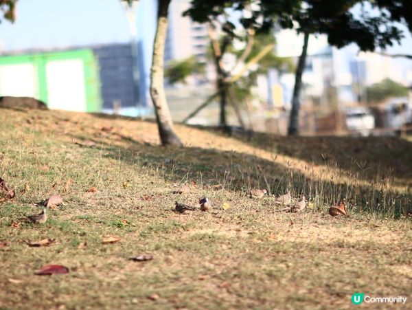 紅樹林生態漫遊高雄濕地