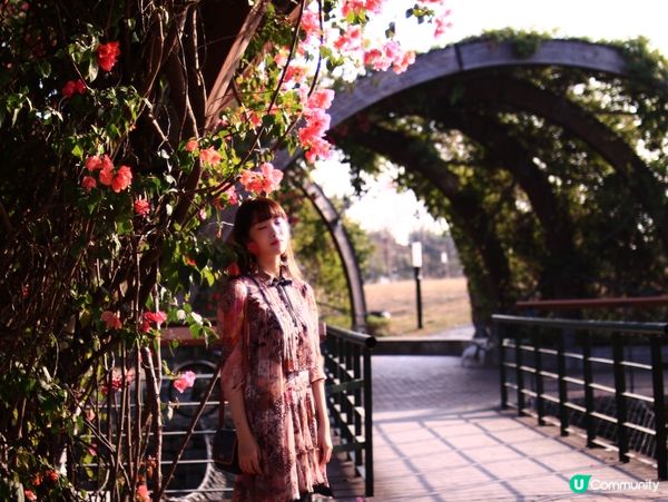 花架廣場🌹💐三星果藤🪻⛲️