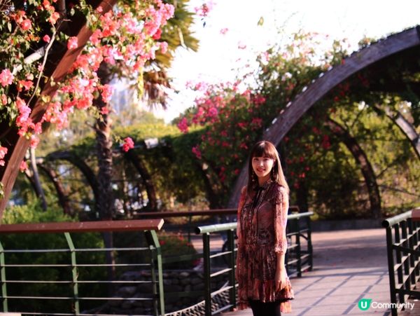 花架廣場🌹💐三星果藤🪻⛲️