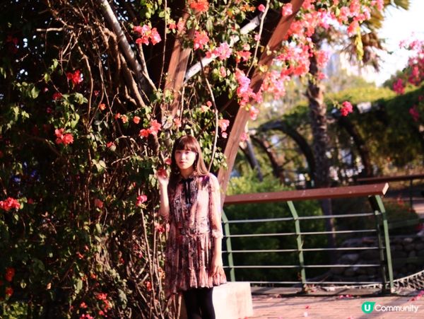 花架廣場🌹💐三星果藤🪻⛲️