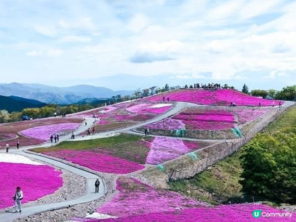 🌸 茶臼山芝桜丘，粉紅花海等你來！