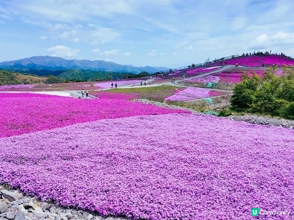 🌸 茶臼山芝桜丘，粉紅花海等你來！