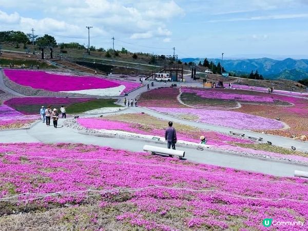🌸 茶臼山芝桜丘，粉紅花海等你來！