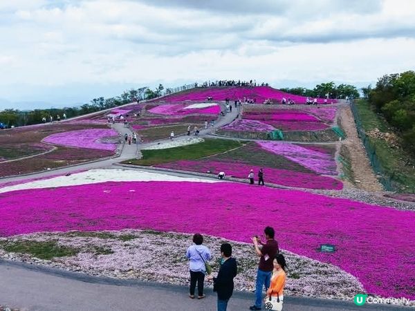 🌸 茶臼山芝桜丘，粉紅花海等你來！