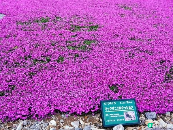 🌸 茶臼山芝桜丘，粉紅花海等你來！