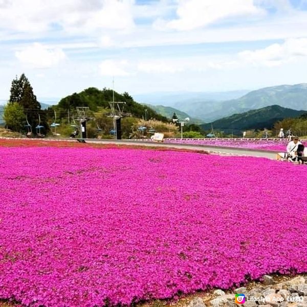 茶臼山高原 芝櫻祭 曲終人散🌸🌸