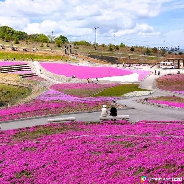 茶臼山高原 芝櫻祭 曲終人散🌸🌸