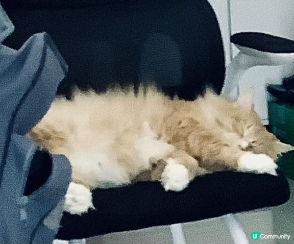 自私的貓？