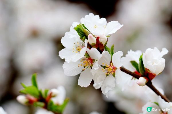 #Chill嘆酒店旅人祭  #別要再蝨眠