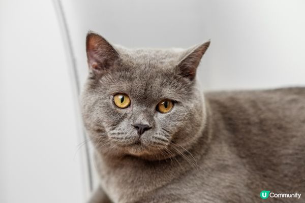 手短短，成日想撲高啲嘢但係夠唔到。#主子SPATime