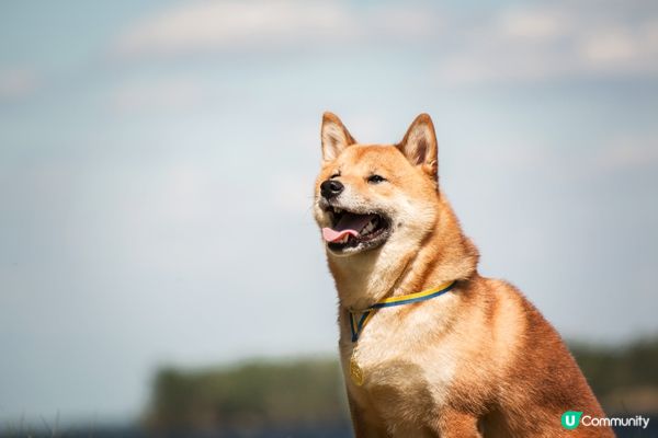 每次去公園都要聞晒每一棵草，完全係環境調查員！#主子SPAT...