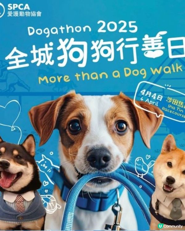 Dog Walker2017- 2025