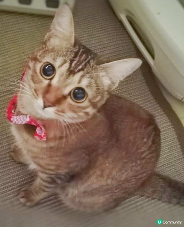 爸爸，你愛吾愛我呀？愛呀！小菲菲，你係咪我上世的情人呀？