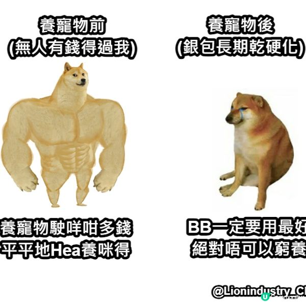 #光の喵砂#貓砂#豆腐貓砂#香港本地品牌#獅子寵#LionI...