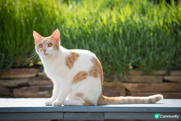 佢覺得屋企係佢管，主人只係打雜啫。#主子SPATime