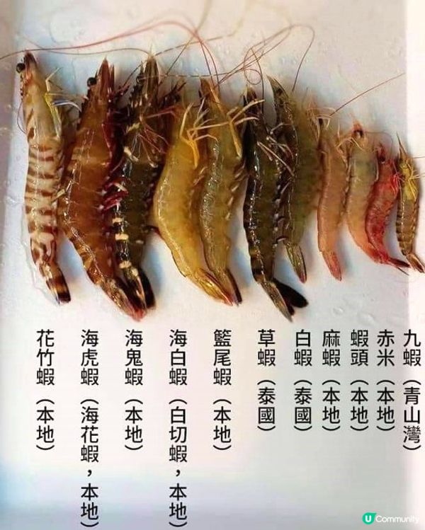 原來晨早流流買海鮮咁平