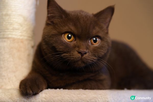 日頭係藝術雕塑，夜晚變飆車黨。#主子SPATime