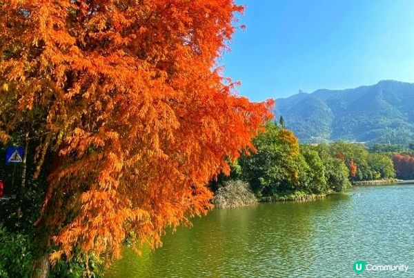 打卡深圳嘅秋天