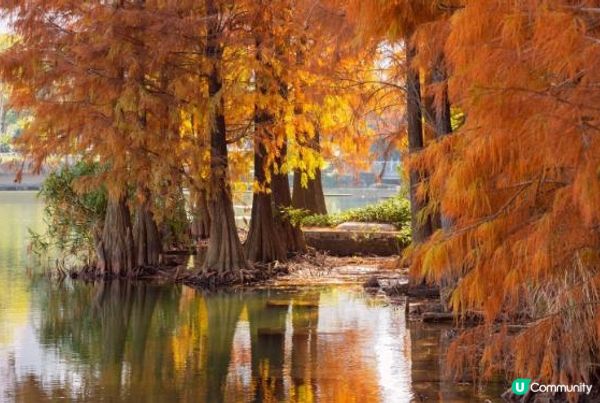 打卡深圳嘅秋天