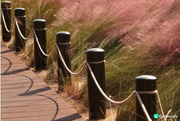 打卡深圳嘅秋天