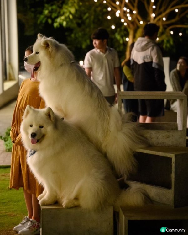 台中沙鹿夜景咖啡店-鹿雅森林