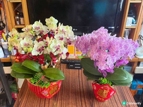 過咗正月15啲蘭花依然咁靚，唔捨得掉咗佢