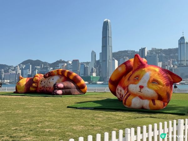 三隻巨大充氣貓咪《夢遊喵境》係西九龍文化區