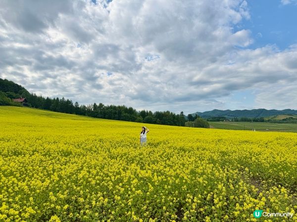 【富良野免費花海】一人包場任影!自駕必去秘境🚗 🌼
