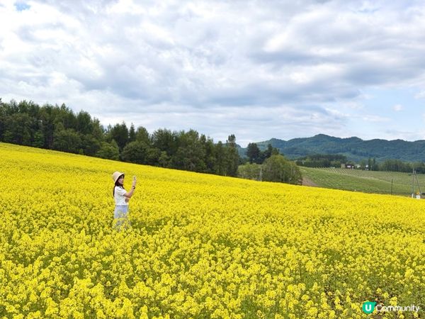 【富良野免費花海】一人包場任影!自駕必去秘境🚗 🌼