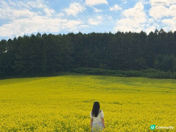 【富良野免費花海】一人包場任影!自駕必去秘境🚗 🌼